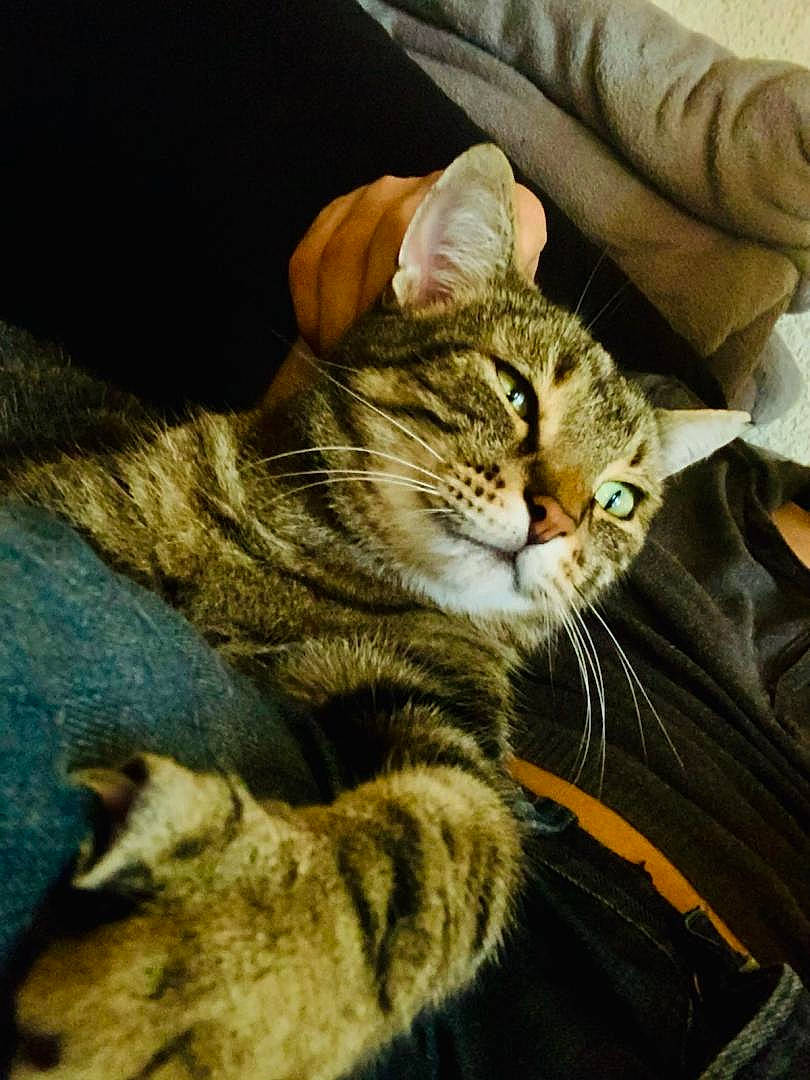 Djoko participe au concours pour gagner de l'argent avec cette photo : carnivore, cat, claw, comfort, domestic_short_haired_cat, eye, fawn, felidae, foot, fur, human_leg, leg, paw, sitting, small_to_medium_sized_cats, snout, tail, terrestrial_animal, whiskers, wildlife