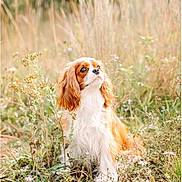 Samwise joined the competition — help win amazing prizes! adorable, animal, brown_and_white, cavalier_king_charles_spaniel, cute, dog, field, fluffy, fur, grass, long_ears, looking_up, nature, outdoor, pet, portrait, sitting, summer, sunlight, wildflowers