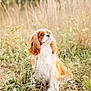 adorable, animal, brown_and_white, cavalier_king_charles_spaniel, cute, dog, field, fluffy, fur, grass, long_ears, looking_up, nature, outdoor, pet, portrait, sitting, summer, sunlight, wildflowers