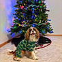 dog, cavalier_king_charles_spaniel, pajamas, christmas_tree, holiday, decorations, lights, indoor, carpet, festive, smiling, pet, cute, fur, canine, celebration, seasonal, happy, mammal, home