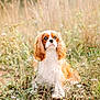 animal, brown, cavalier_king_charles_spaniel, cute, daylight, dog, ears, eyes, fluffy, fur, grass, meadow, nature, nose, outdoor, pet, portrait, sitting, white, wildflowers
