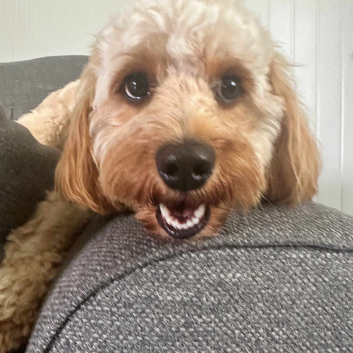 Tiggy joined the competition — help win amazing prizes! airedale, animal, bodypart, canine, chair, cockerspaniel, couch, cushion, dog, furniture, homedecor, hound, linen, mouth, person, pet, poodle, puppy, terrier, whitedog