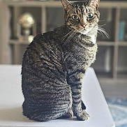 Buster joined the competition — help win amazing prizes! animal, blurred_background, cat, cozy, cute, domestic_animal, feline, fur, green_eyes, household, indoor, looking_at_camera, mammal, pet, portrait, sitting, striped, tabby_cat, table, whiskers