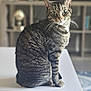 animal, blurred_background, cat, cozy, cute, domestic_animal, feline, fur, green_eyes, household, indoor, looking_at_camera, mammal, pet, portrait, sitting, striped, tabby_cat, table, whiskers