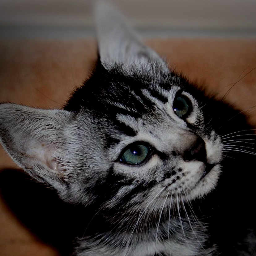 Hakan participe au concours pour gagner de l'argent avec cette photo : abyssinian, advertisement, animal, art, blackcat, book, cat, collage, electronics, hardware, kitten, magazine, manx, number, pet, poster, publication, snout, symbol, text