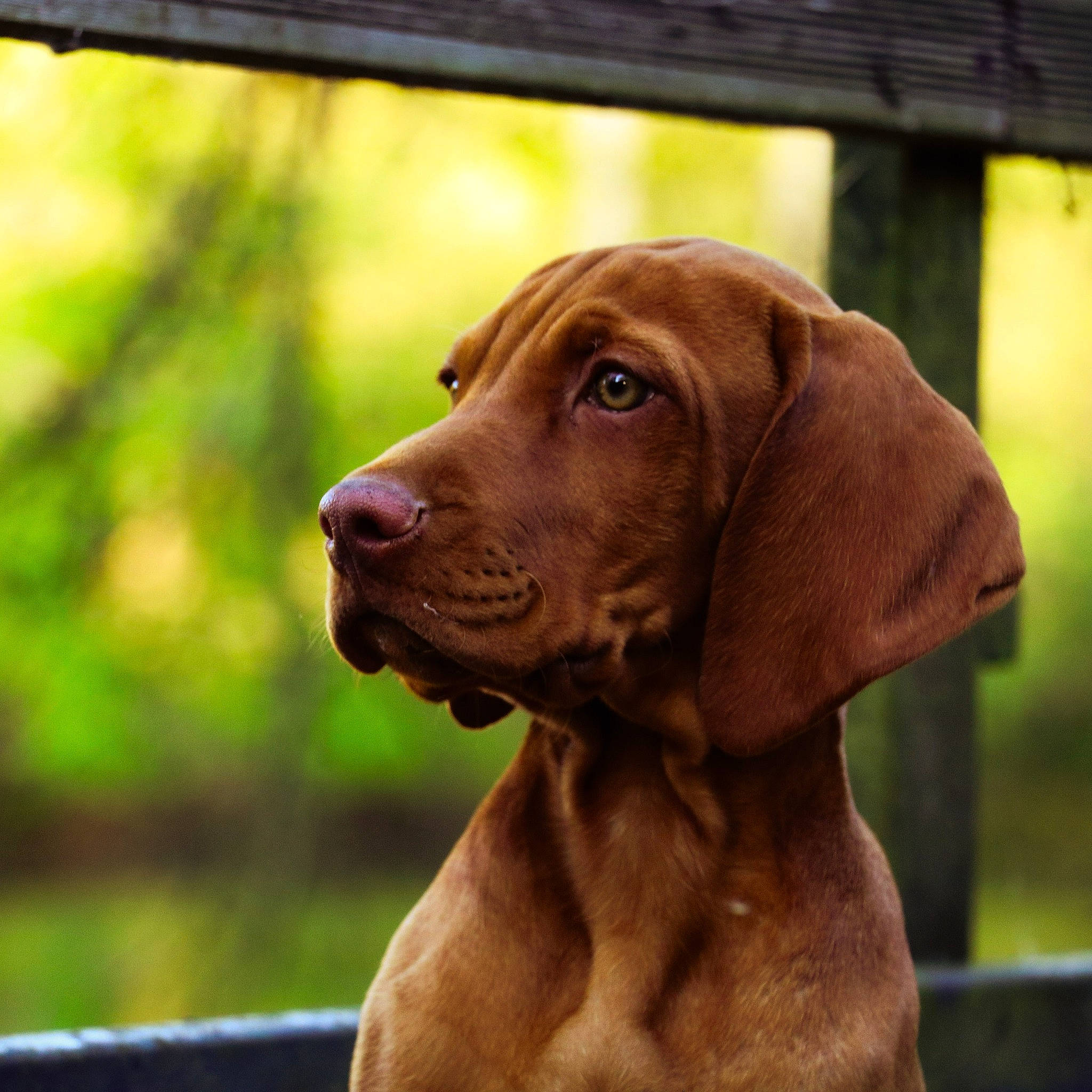 Sherlock a rejoint le concours — aidez-le/la à gagner de superbes lots ! canidae, carnivore, collar, companion_dog, dog, dog_breed, dog_collar, ear, eye, fawn, gun_dog, hunting_dog, liver, pet_supply, snout, sporting_group, terrestrial_animal, whiskers, working_animal, working_dog
