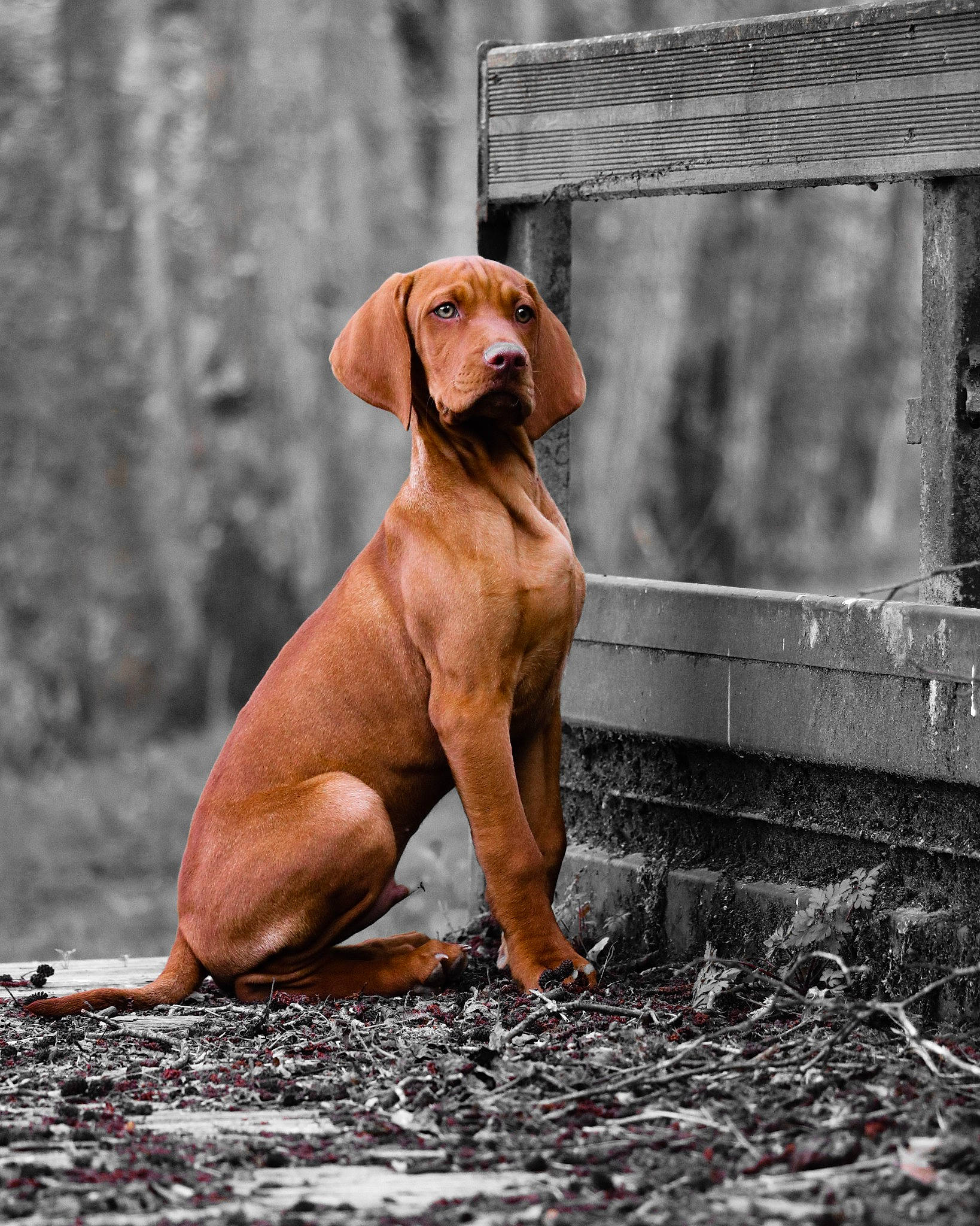 Sherlock participe au concours pour gagner de l'argent avec cette photo : art, canidae, carnivore, companion_dog, dog, dog_breed, dog_collar, dog_supply, fawn, gun_dog, hound, hunting_dog, liver, snout, sporting_group, terrestrial_animal, wildlife, wood, working_animal, working_dog
