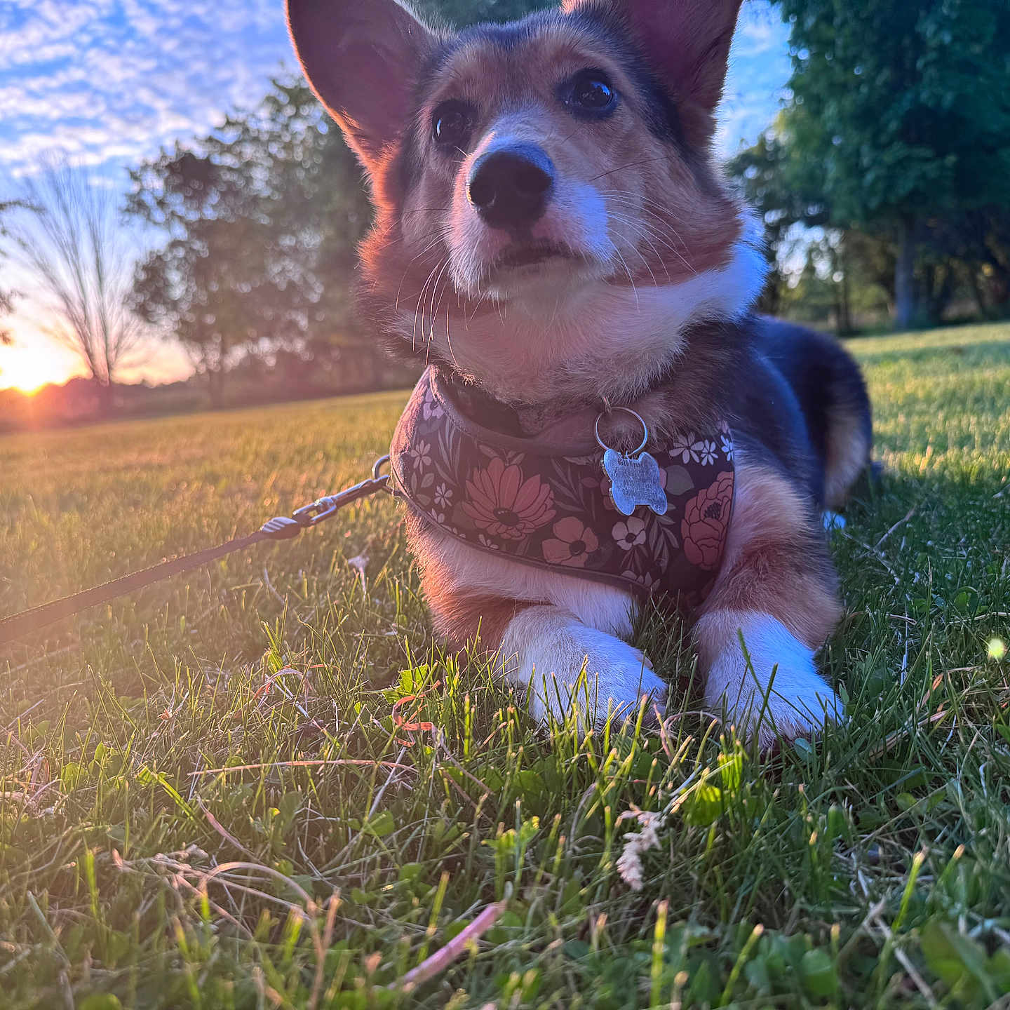 Bella joined the competition — help win amazing prizes! animal, canine, collar, corgi, daytime, dog, ears, field, grass, harness, leash, muzzle, nature, outdoor, paw, pet, sky, sunlight, sunset, trees