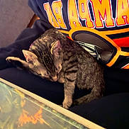 Louie is registered to the contest to win money with this photo: animal, casual, cat, clothing, comfort, cozy, cute, fur, home, indoor, kitten, lap, person, pet, relaxing, resting, sleeping, sweatshirt, tabby, warm