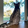 Louie joined the competition — help win amazing prizes! animal, back_view, blurred_background, cat, daylight, domestic_cat, feline, fur, house, indoor, looking_out, pet, quiet, still_life, sunlight, tabby_cat, table, tail, window, wooden_table