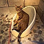 Louie is registered to the contest to win money with this photo: animal, basket, cat, collar, curious, domestic, feline, floor, home, indoor, looking, pebble_floor, pet, plastic, resting, tabby, tail, tile_wall, white_basket, wide_eyes