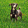 Smokey joined the competition — help win amazing prizes! dog, grass, outdoor, leash, pet, animal, canine, nature, field, alert, standing, ears, fur, collar, daylight, green, muzzle, tail, snout, walking