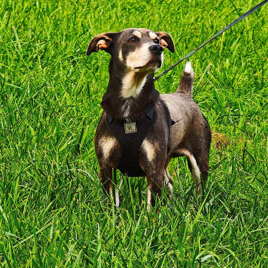 Smokey joined the competition — help win amazing prizes! alert, animal, canine, collar, daylight, dog, ears, field, fur, grass, green, leash, muzzle, nature, outdoor, pet, snout, standing, tail, walking