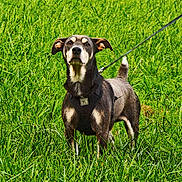 Smokey is registered to the contest to win money with this photo: dog, leash, grass, outdoor, pet, animal, nature, greenery, alert, standing, ears_up, canine, daylight, fur, collar, field, muzzle, tail, portrait, vibrant