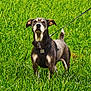 dog, leash, grass, outdoor, pet, animal, nature, greenery, alert, standing, ears_up, canine, daylight, fur, collar, field, muzzle, tail, portrait, vibrant