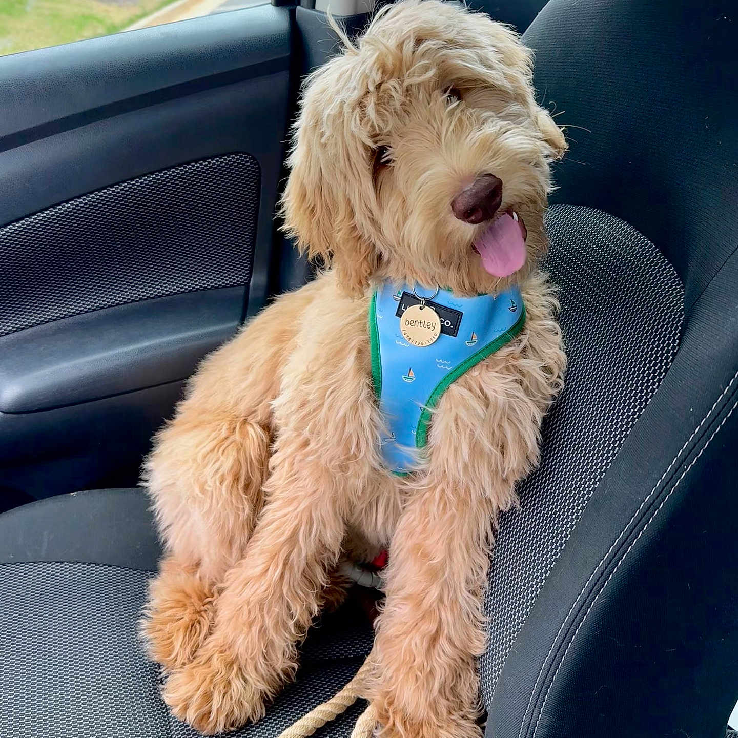 Bentley is registered to the contest to win money with this photo: accessories, airedale, animal, ball, belt, canine, car, car_interior, carseat, cushion, dog, headrest, homedecor, leash, pet, poodle, puppy, terrier, transportation, vehicle