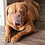 dog, brown_dog, large_dog, pet, indoor, floor, wooden_floor, lying_down, paws, wrinkles, face, ears, animal, canine, companion, domestic_animal, looking_at_camera, resting, closeup, portrait