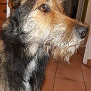 Noisette participe au concours pour gagner de l'argent avec cette photo : dog, pet, indoor, close_up, brown_eyes, scruffy, alert, fur, canine, portrait, floor_tiles, doorway, house, animal, companion, looking_away, muzzle, ears, whiskers, domestic
