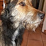 dog, pet, indoor, close_up, brown_eyes, scruffy, alert, fur, canine, portrait, floor_tiles, doorway, house, animal, companion, looking_away, muzzle, ears, whiskers, domestic