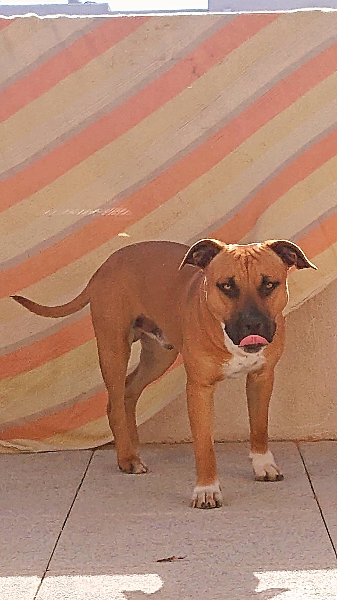 Taiko a rejoint le concours — aidez-le/la à gagner de superbes lots ! ancient_dog_breeds, art, carnivore, collar, companion_dog, dog, dog_breed, dog_collar, dog_supply, fawn, flooring, landscape, paw, pet_supply, snout, sporting_group, tail, terrestrial_animal, working_animal, working_dog
