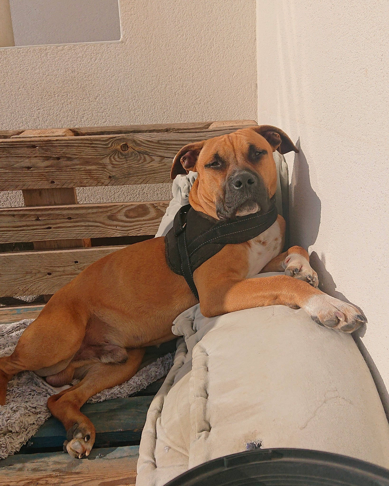 Taiko a rejoint le concours — aidez-le/la à gagner de superbes lots ! ancient_dog_breeds, canidae, carnivore, collar, comfort, companion_dog, dog, dog_breed, dog_collar, dog_supply, fawn, flooring, hound, molosser, pet_supply, snout, sporting_group, wood, working_animal, working_dog