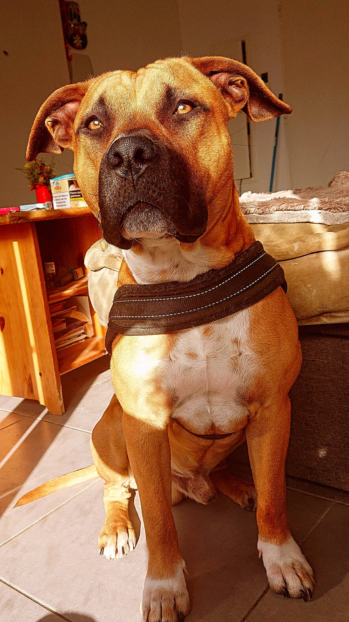 Taiko participe au concours pour gagner de l'argent avec cette photo : bulldog, canidae, carnivore, collar, companion_dog, dog, dog_breed, dog_collar, dog_supply, drawer, fawn, flooring, fur, molosser, pet_supply, snout, sporting_group, working_animal, working_dog, wrinkle