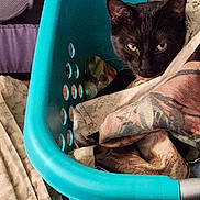 Smudge joined the competition — help win amazing prizes! cat, black_cat, laundry_basket, clothes, fabric, indoor, pet, animal, curious, resting, cozy, household, textile, patterned_clothes, teal, plastic_basket, feline, portrait, closeup, home