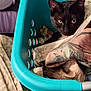 cat, black_cat, laundry_basket, clothes, fabric, indoor, pet, animal, curious, resting, cozy, household, textile, patterned_clothes, teal, plastic_basket, feline, portrait, closeup, home