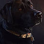 dog, black_dog, pet, collar, tags, portrait, closeup, animal, canine, indoor, brown_eyes, fur, nose, looking_away, side_view, domestic_animal, companion, calm, soft_light, background