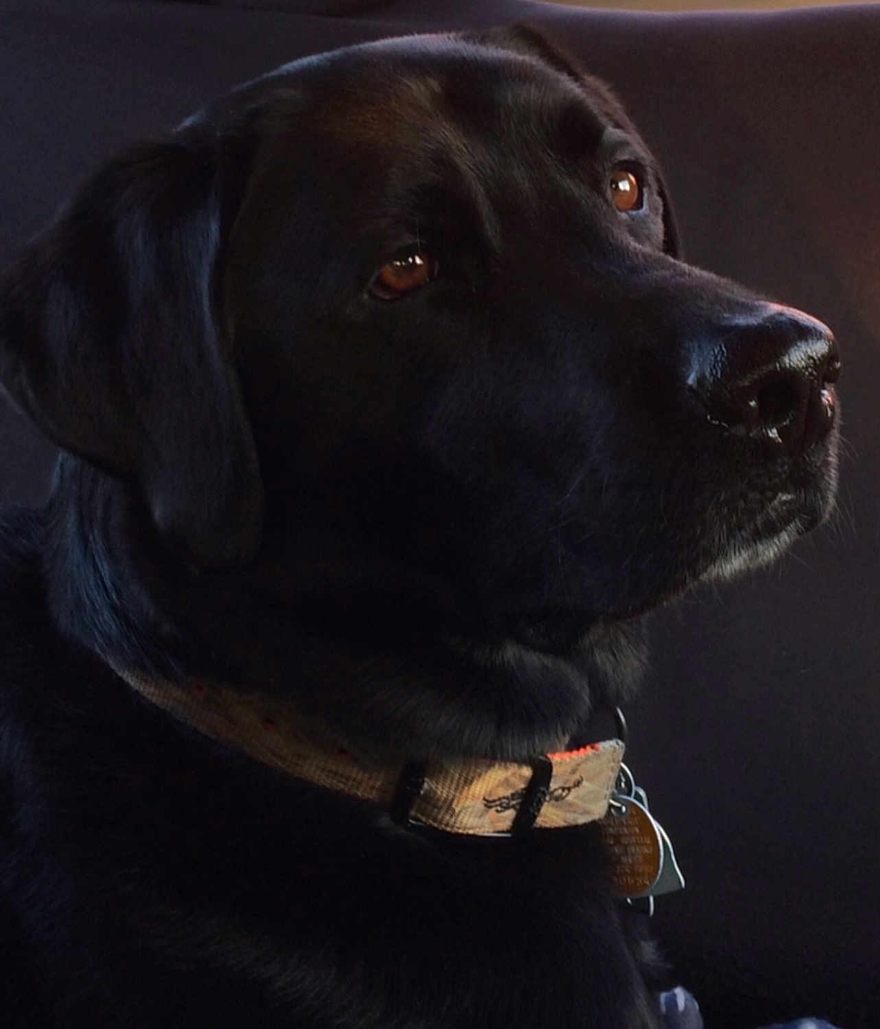 Cole Aaron joined the competition — help win amazing prizes! dog, black_dog, pet, collar, tags, portrait, closeup, animal, canine, indoor, brown_eyes, fur, nose, looking_away, side_view, domestic_animal, companion, calm, soft_light, background