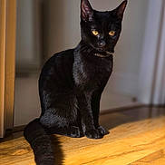 Pixie joined the competition — help win amazing prizes! black_cat, cat, pet, animal, indoor, wooden_floor, collar, yellow_eyes, sitting, feline, fur, whiskers, tail, domestic_cat, portrait, natural_light, shadow, quiet, still_life, household