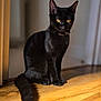 black_cat, cat, pet, animal, indoor, wooden_floor, collar, yellow_eyes, sitting, feline, fur, whiskers, tail, domestic_cat, portrait, natural_light, shadow, quiet, still_life, household