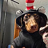 dog, animal, pet, costume, hoodie, hat, indoor, brown_dog, cute, portrait, face, ears, hand, canine, clothing, red, white, black, striped, funny
