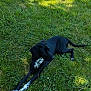 dog, black_dog, white_paws, grass, outdoor, sunlight, relaxed, animal, pet, nature, greenery, laying_down, canine, summer, peaceful, field, shadow, daylight, resting, mammal