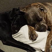 Moka participe au concours pour gagner de l'argent avec cette photo : dog, sleeping, couch, pillow, black_dog, brown_dog, resting, pets, indoor, cozy, companion, animal, paw, snuggle, relax, friendship, fur, napping, comfort, domestic