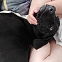 dog, black_dog, pet, human_hand, lap, blanket, indoor, resting, comfort, close_up, fur, skin, relaxation, companion, cuddle, animal, friendship, domestic, cozy, snuggle