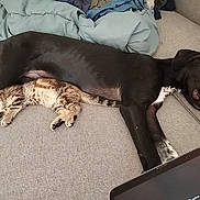 Moka participe au concours pour gagner de l'argent avec cette photo : animal, black_dog, blanket, cat, companion, couch, cozy, cute, dog, domestic_animals, friendship, furniture, indoor, kitten, napping, pet, relaxation, resting, sleeping, tabby_cat