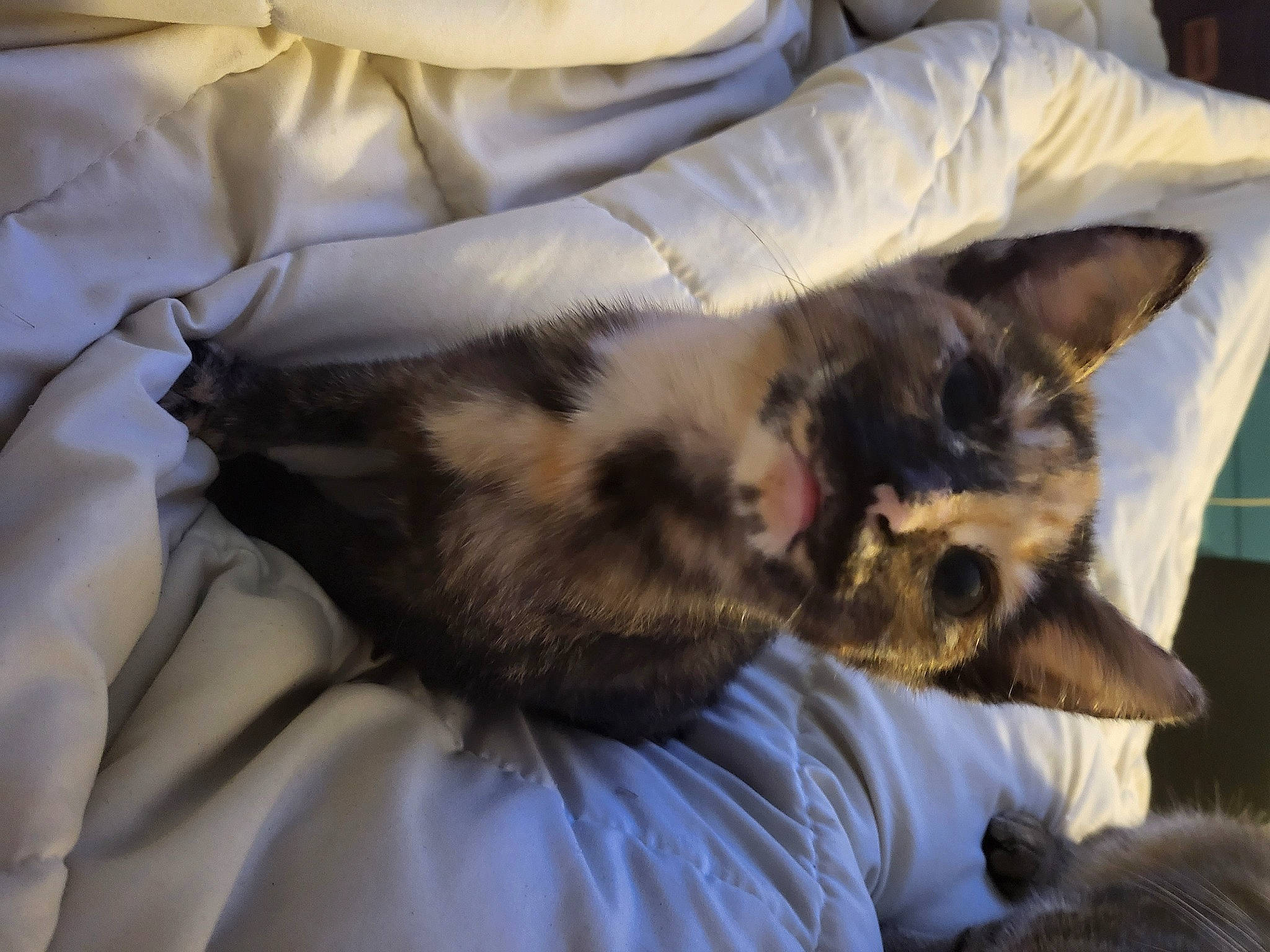 Chevelle is registered to the contest to win money with this photo: bed, bedding, canidae, carnivore, cat, chair, claw, comfort, companion_dog, domestic_short_haired_cat, duvet, fawn, felidae, fur, linens, nap, room, small_to_medium_sized_cats, tail, whiskers