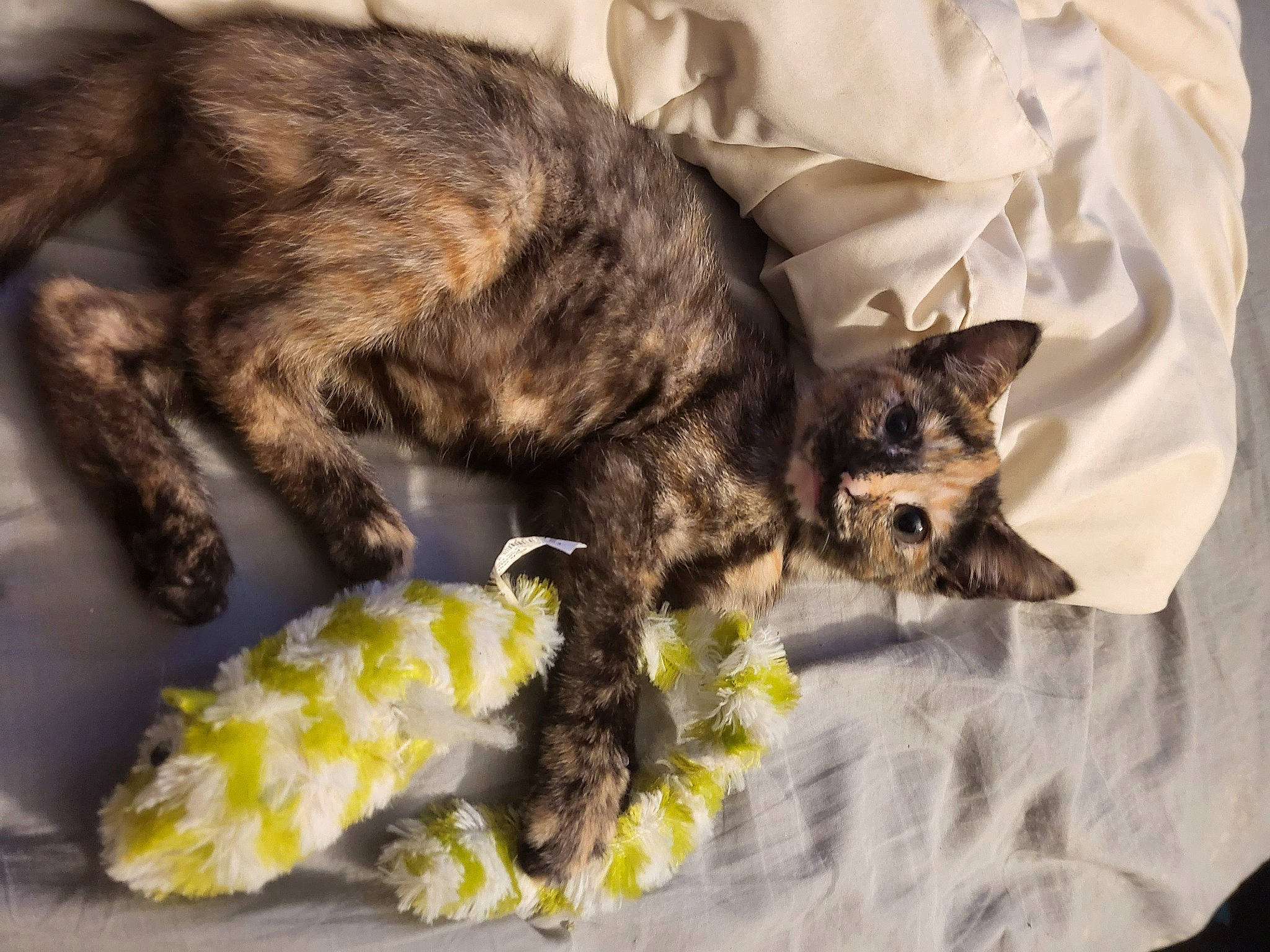 Chevelle joined the competition — help win amazing prizes! carnivore, cat, claw, domestic_short_haired_cat, felidae, fur, nap, paw, sleep, small_to_medium_sized_cats, snout, tail, terrestrial_animal, whiskers