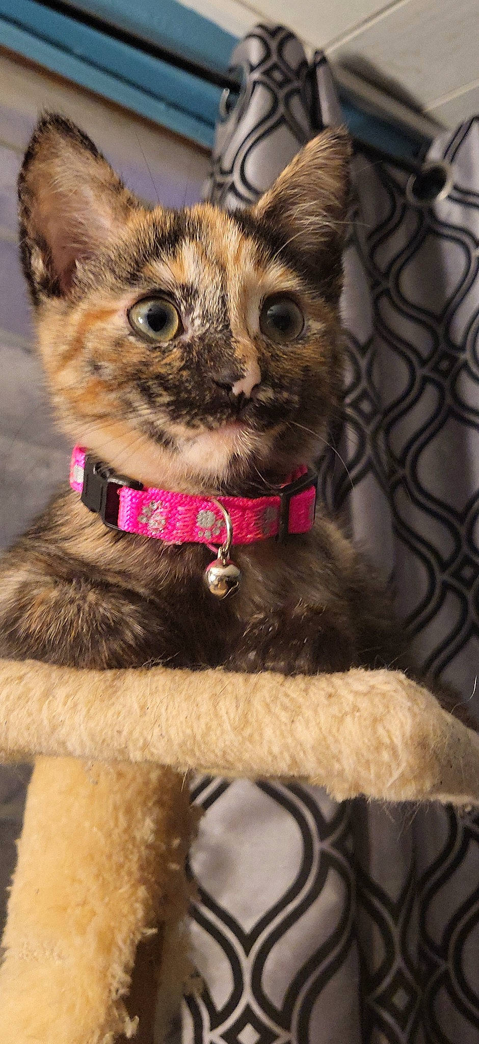 Chevelle is registered to the contest to win money with this photo: carnivore, cat, collar, dog_collar, domestic_short_haired_cat, fashion_accessory, fawn, felidae, fur, liver, natural_material, small_to_medium_sized_cats, snout, terrestrial_animal, whiskers