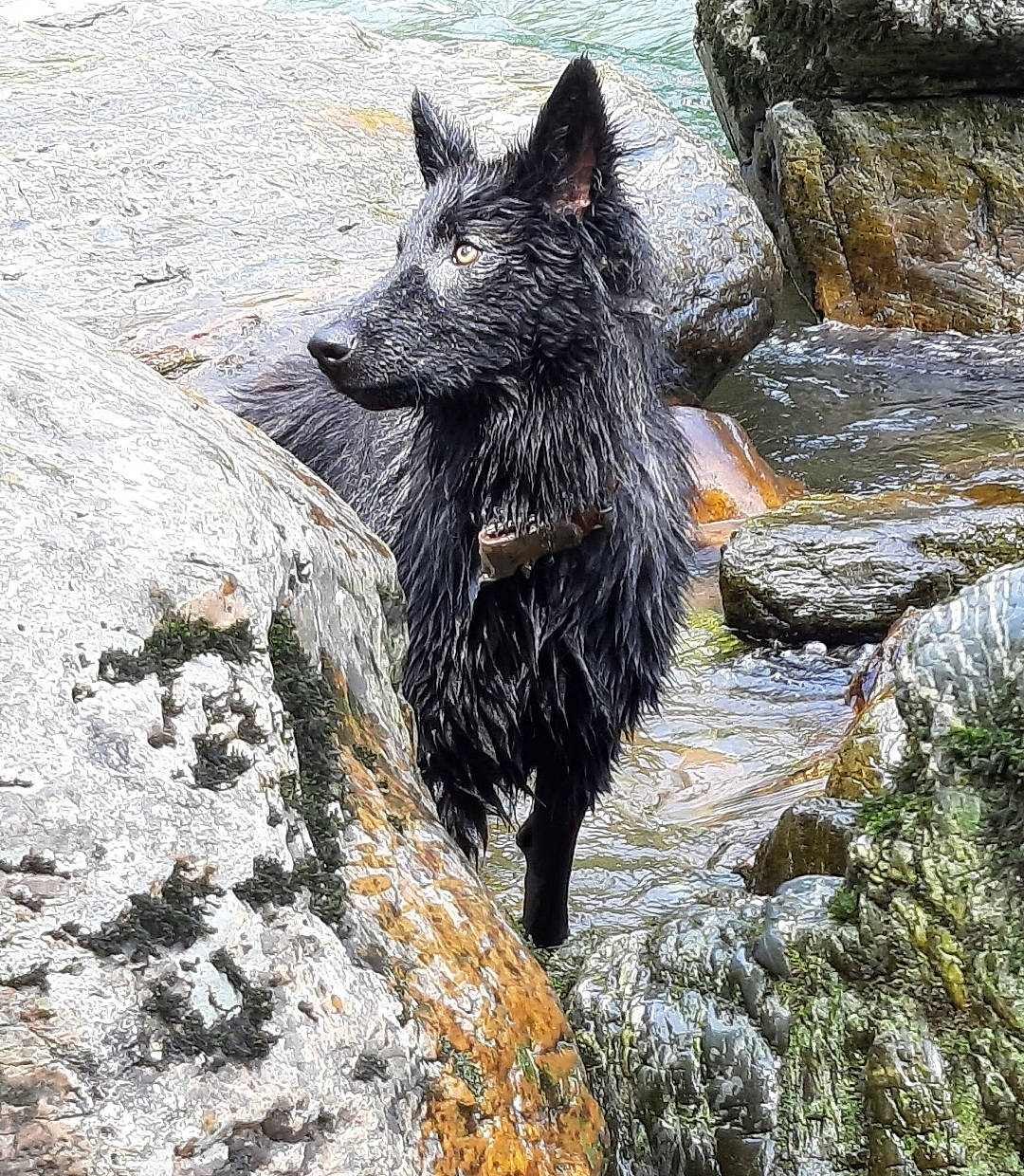 Lutèce participe au concours pour gagner de l'argent avec cette photo : algae, bedrock, canidae, canis, carnivore, dog, dog_breed, fur, green_algae, moss, organism, outcrop, rock, snout, sporting_group, vertebrate, working_dog