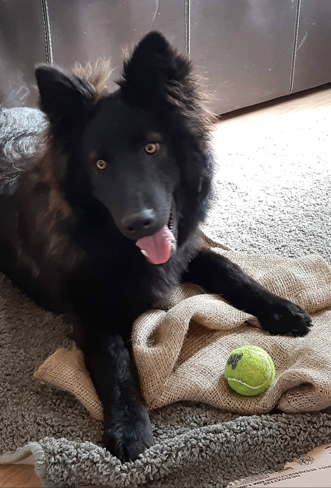 Lutèce a rejoint le concours — aidez-le/la à gagner de superbes lots ! black, canidae, carnivore, companion_dog, dog, dog_breed, dog_supply, dog_toy, fur, guard_dog, herding_dog, non_sporting_group, pet_supply, schipperke, snout, sporting_group, tongue, vertebrate, working_animal, working_dog