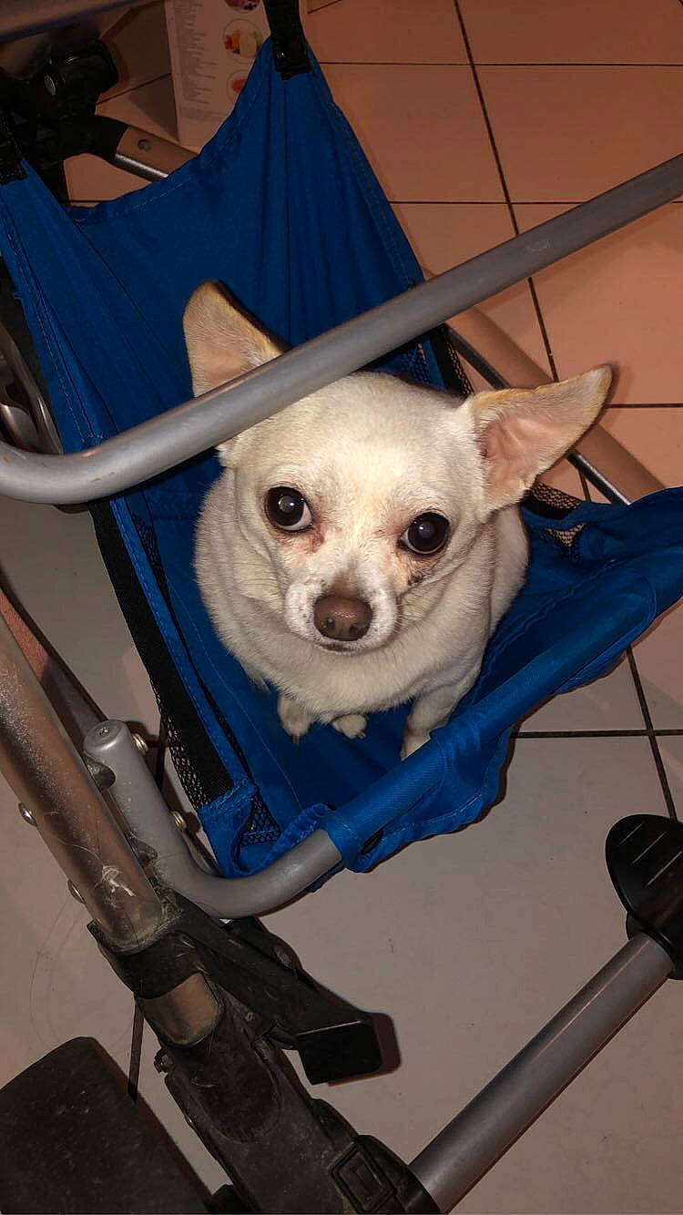 Hashley participe au concours pour gagner de l'argent avec cette photo : baby_products, bag, canidae, carnivore, chair, companion_dog, costume, dog, dog_breed, dog_clothes, dog_supply, electric_blue, fashion_accessory, fawn, fur, non_sporting_group, pet_supply, snout, toy_dog, working_animal