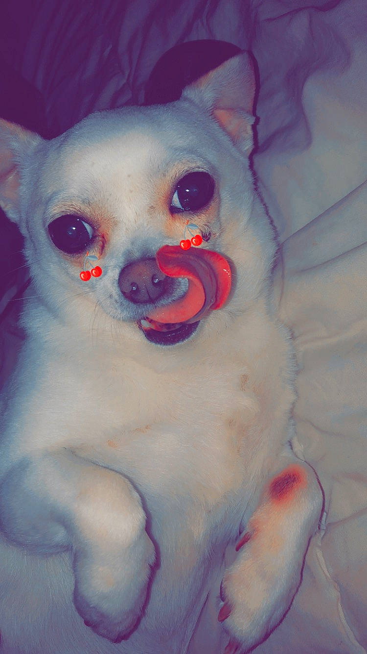 Hashley participe au concours pour gagner de l'argent avec cette photo : carmine, carnivore, ear, electric_blue, eye, fawn, felidae, fur, grey, head, human_body, iris, magenta, nose, small_to_medium_sized_cats, snout, stuffed_toy, toy, trunk, whiskers