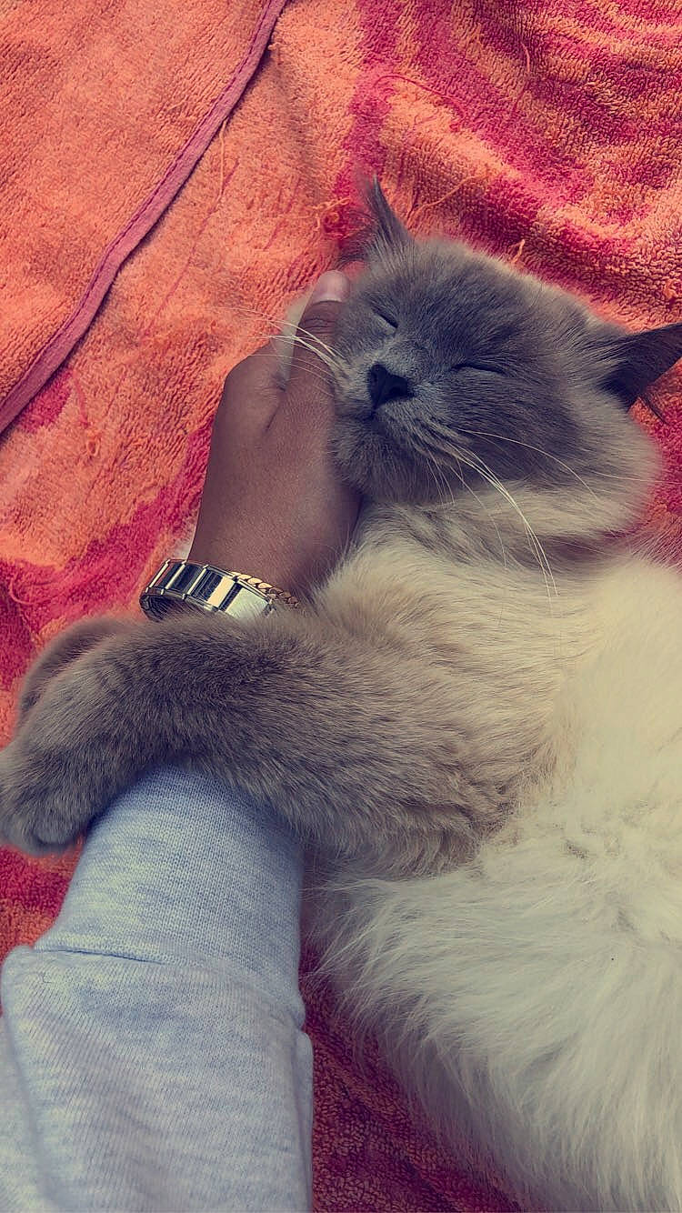 Oksana participe au concours pour gagner de l'argent avec cette photo : carnivore, cat, claw, cloud, comfort, electric_blue, fawn, felidae, fur, gesture, grey, happy, human_leg, nap, paw, ragdoll, small_to_medium_sized_cats, snout, tail, whiskers