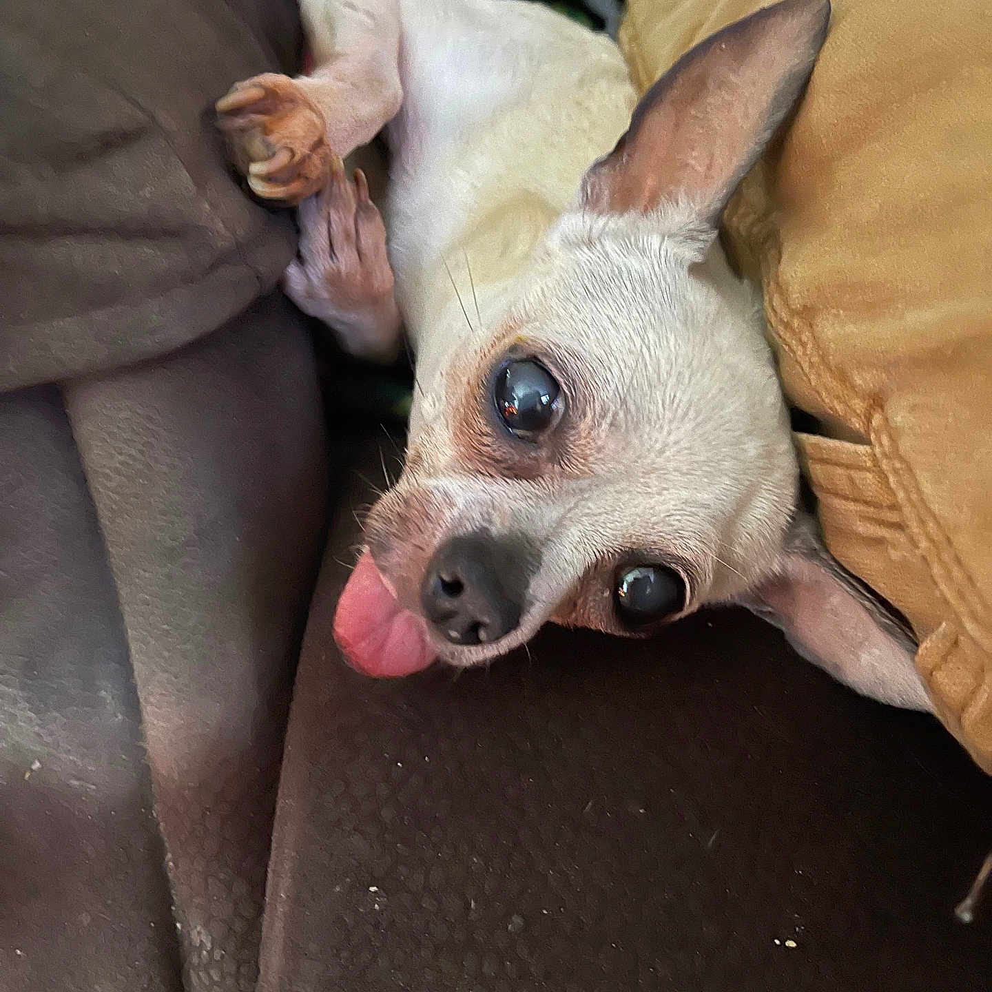Chloè is registered to the contest to win money with this photo: animal, bodypart, bulldog, canine, chihuahua, couch, cushion, dog, finger, frenchbulldog, furniture, hand, homedecor, hound, mouth, person, pet, puppy, terrier, tongue