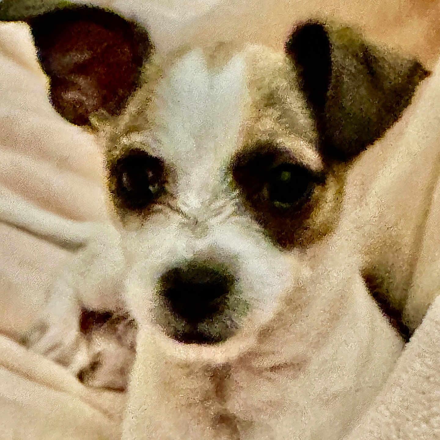 Teddy