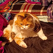 Moe joined the competition — help win amazing prizes! animal, blanket, brown, calico, cat, comfort, cozy, cute, fabric, feline, fluffy, fur, home, indoor, orange, patterned, pet, plaid, resting, white