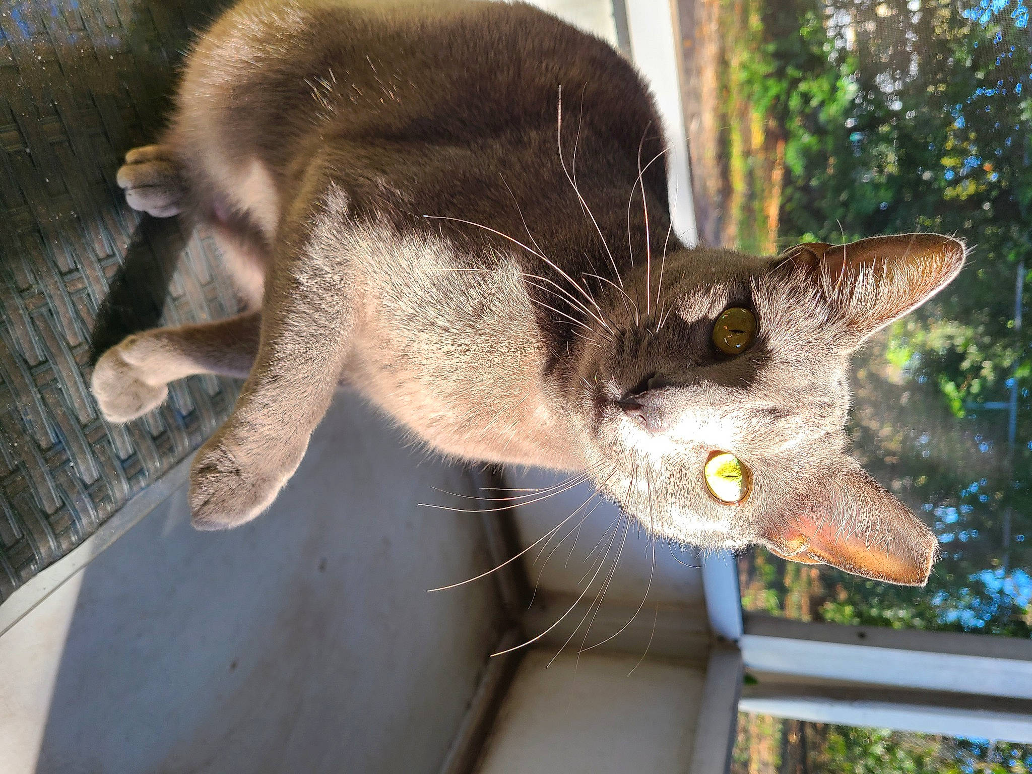 Cinder joined the competition — help win amazing prizes! canidae, carnivore, cat, claw, domestic_short_haired_cat, fawn, felidae, fur, paw, small_to_medium_sized_cats, snout, tail, terrestrial_animal, tree, whiskers, wildlife