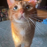 Sushi joined the competition — help win amazing prizes! animal, blurred, bow, cat, closeup, curious, cute, domestic_cat, ear, feline, fur, indoor, light, orange_tabby, pet, standing, table, tablecloth, whisker, whiskers